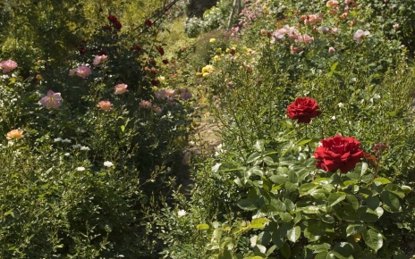 Infinitas variedades de rosas